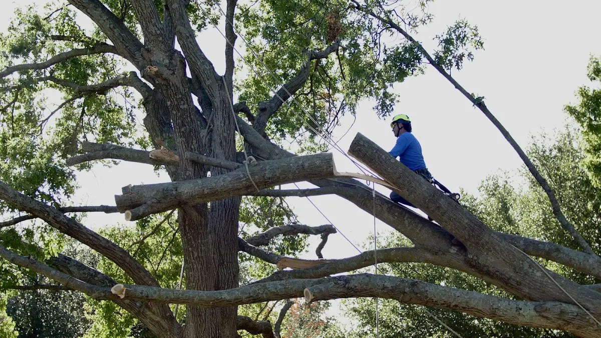 Professional Crown Thinning performed by certified arborists in Pine