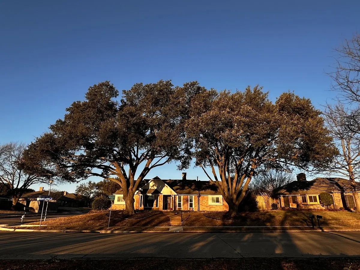 Established residential canopy tree shading a home in Pine