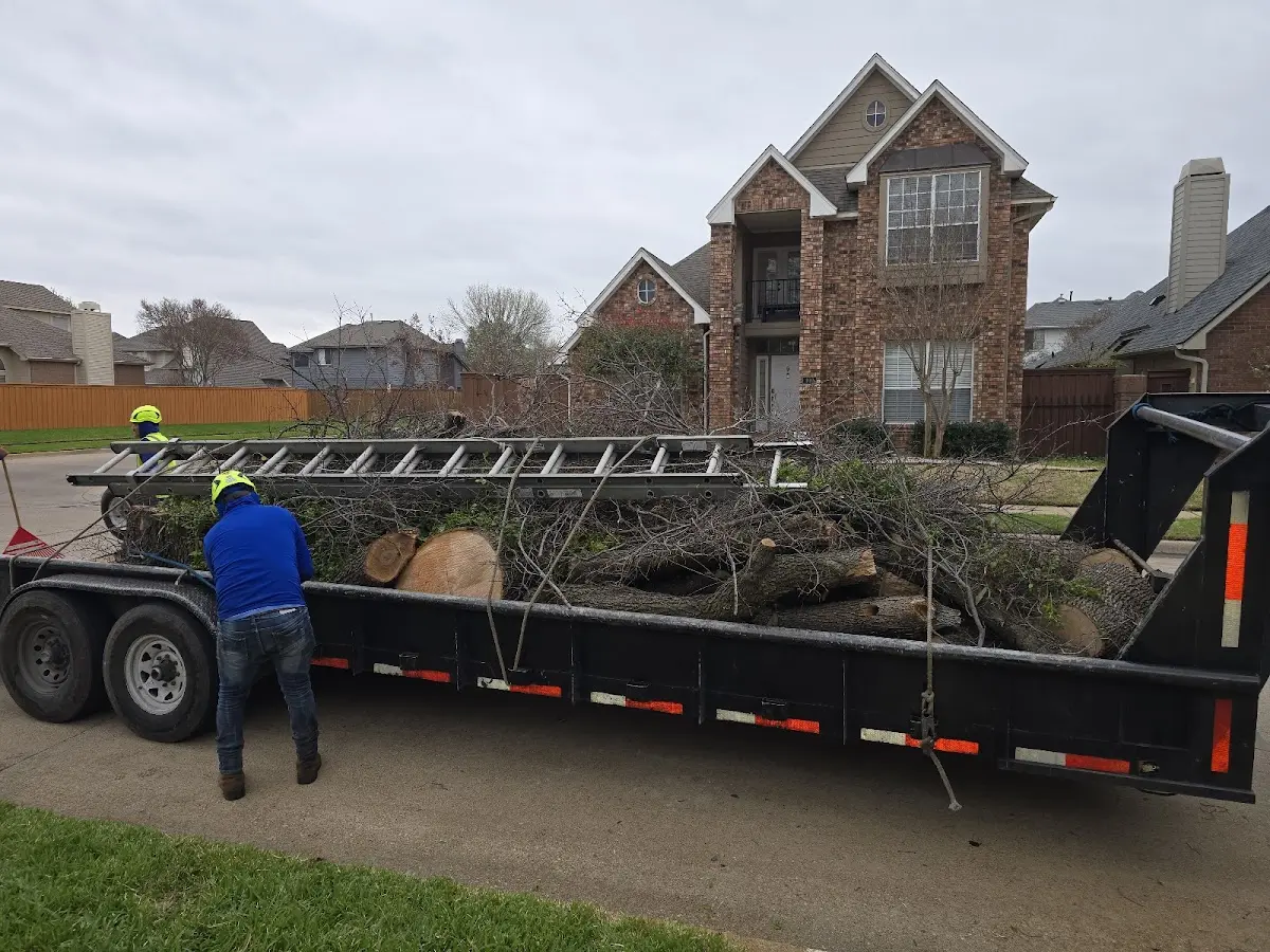 Expert Tree Removal with proper safety equipment in Pine